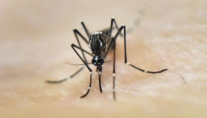 First case of dengue spread by sex confirmed
