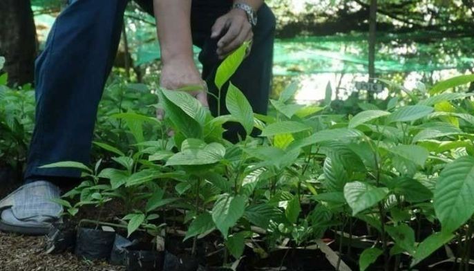 Mayors urged: Seek permit first before planting trees along roads