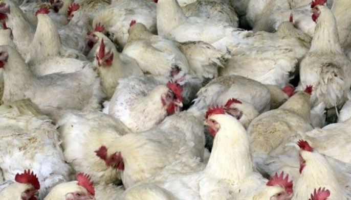 Philippines OKs commercial use of avian influenza vaccine for poultry