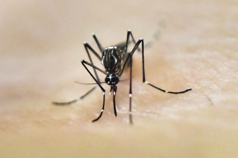1,400 patay sa dengue