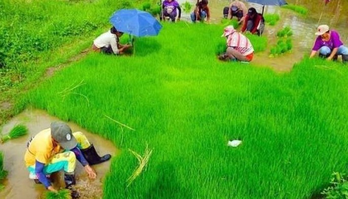 Rice farmers to get P3 billion cash subsidy next month