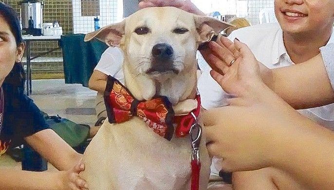 Stressbusters: ESAs to the rescue