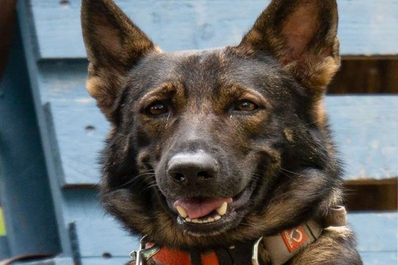 MMDA K-9 corps bid farewell to rescue dog âFarahâ