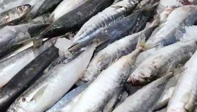 Commercial fishing banned for 3 months: Visayan Sea closed