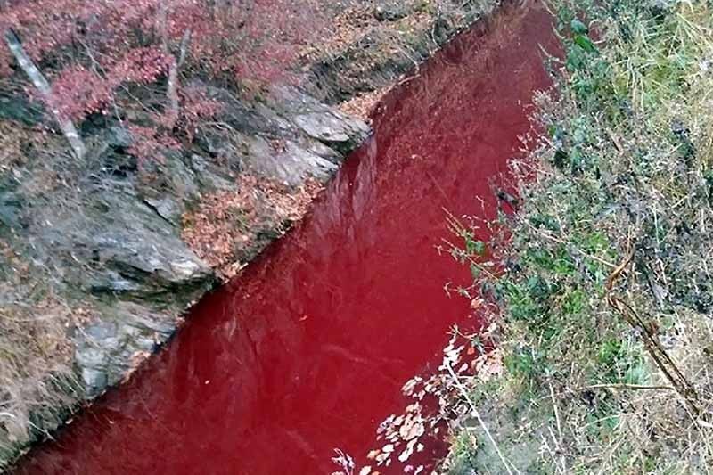 Mass pig slaughter stains South Korean river red
