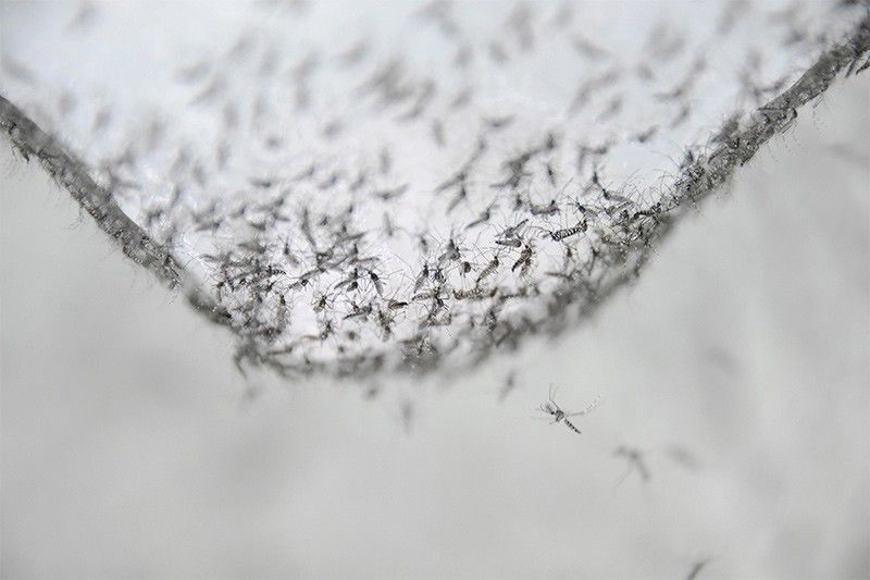 Sterile mosquitoes to be tested vs dengue, malaria