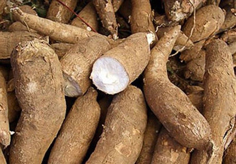 Isabela school leads project to combat cassava disease