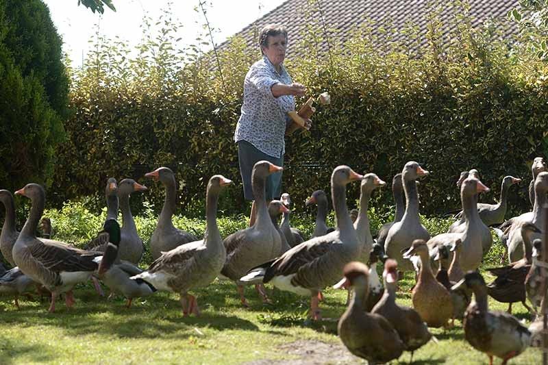 French ducks allowed to keep quacking... for now