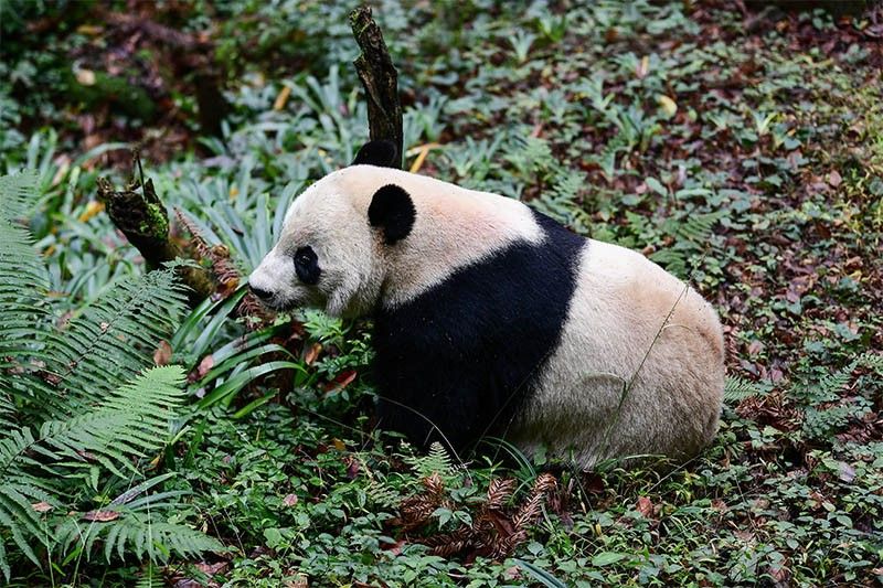 US-born panda Bei Bei arrives in new China home | Philstar.com