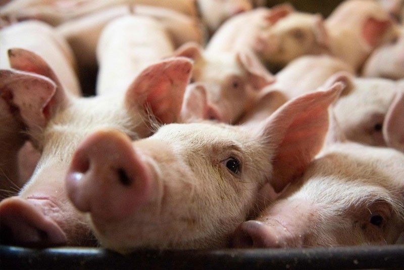 Hogs production up in 2% despite ASF