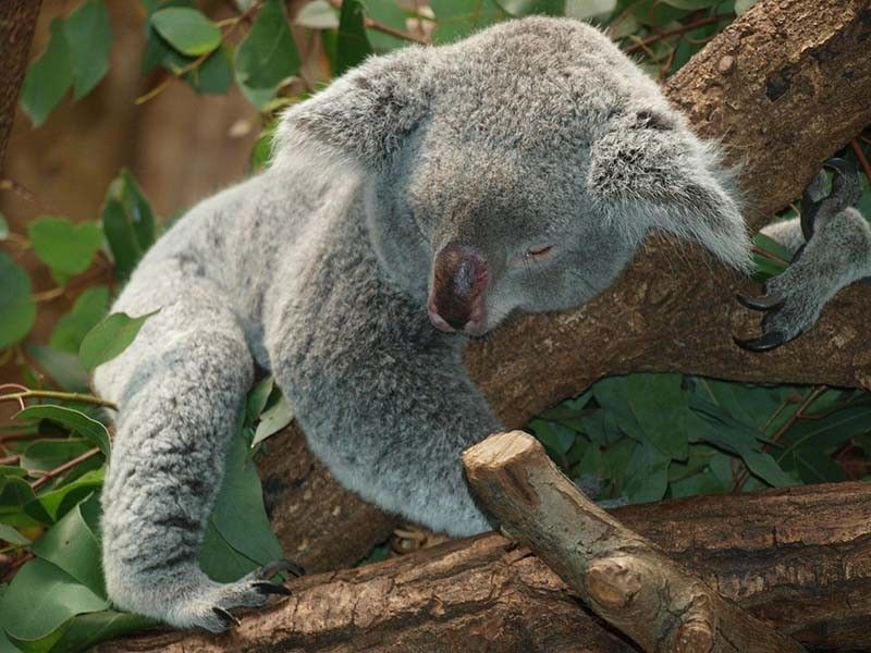 Online fundraiser for bushfire-hit koalas tops Aus$1 mn