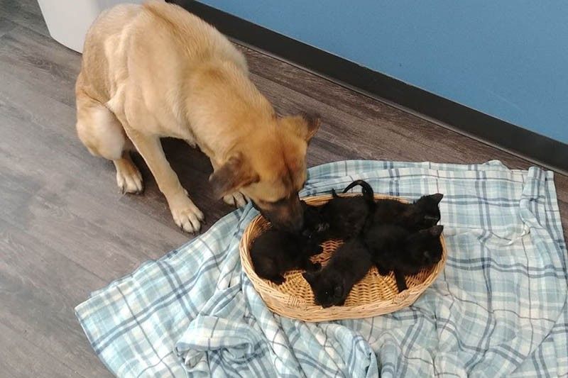 Stray dog saves abandoned kittens from cold Canada winter