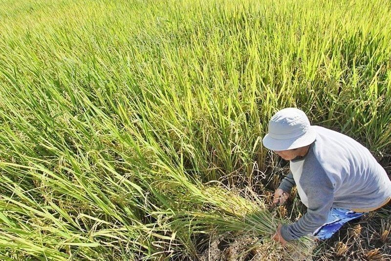 Government allocates P202 million to boost rice yields
