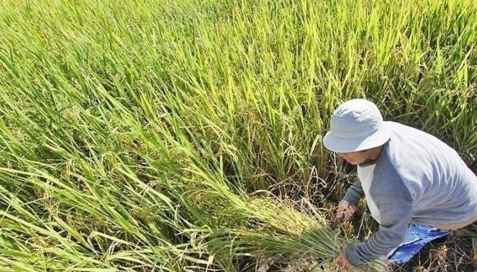 Government allocates P202 million to boost rice yields