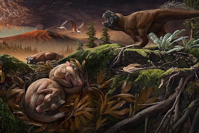 New fossils reveal how mammals became good listeners