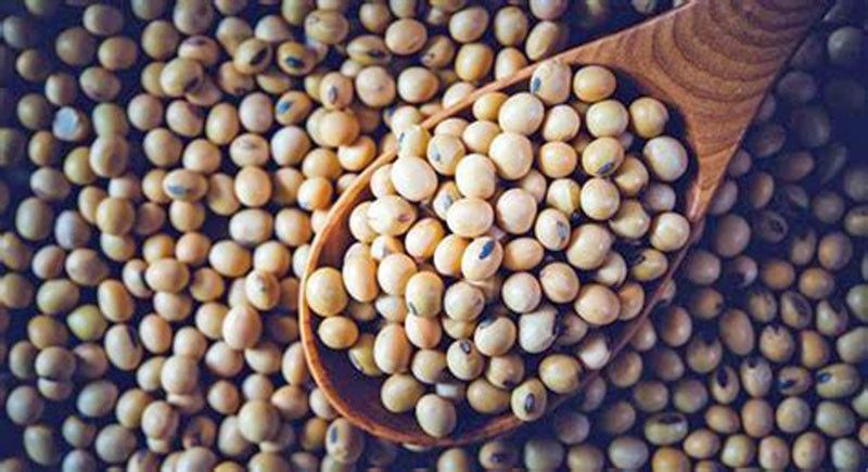 R&D on soybeans reaps promising results