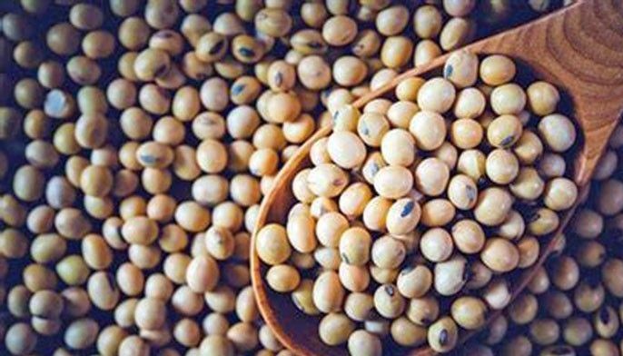 R&D on soybeans reaps promising results