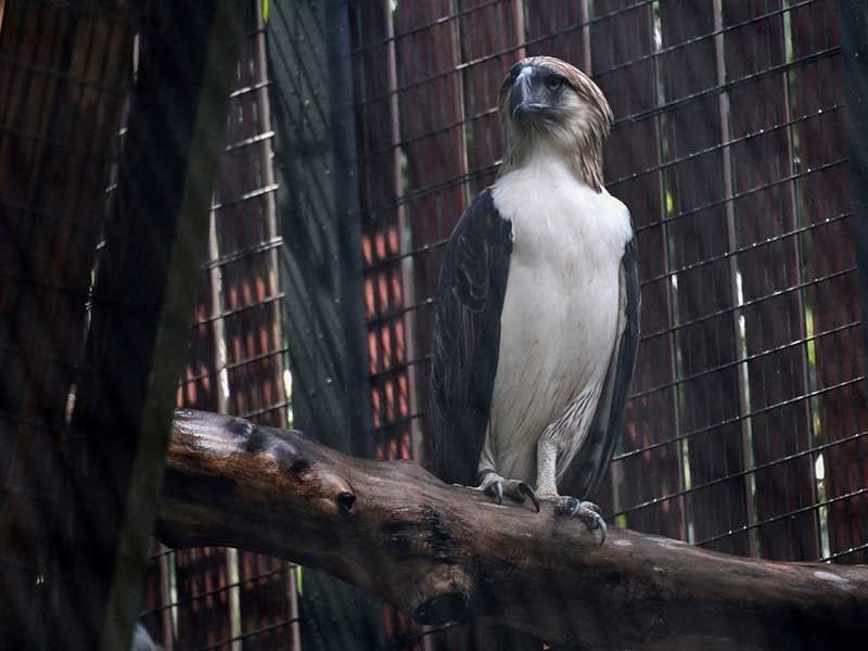 Philippine Eagles presented to public in Singapore
