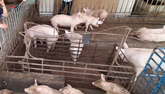 Piggery, Poultry gipasirad-an ni Ahong