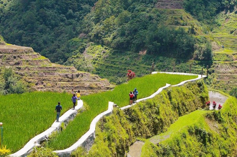 Rice terraces in critical state â�� FAO