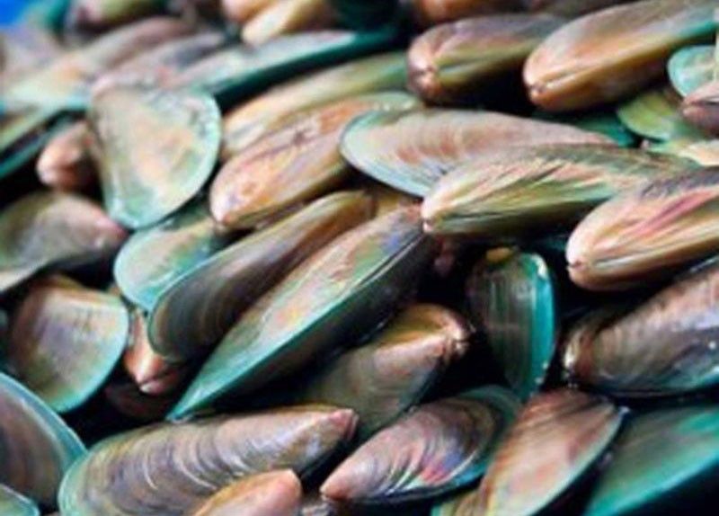 PCAARRD, UP Visayas collaborate on mussel depuration technology
