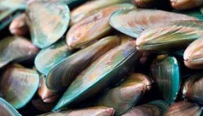 PCAARRD, UP Visayas collaborate on mussel depuration technology