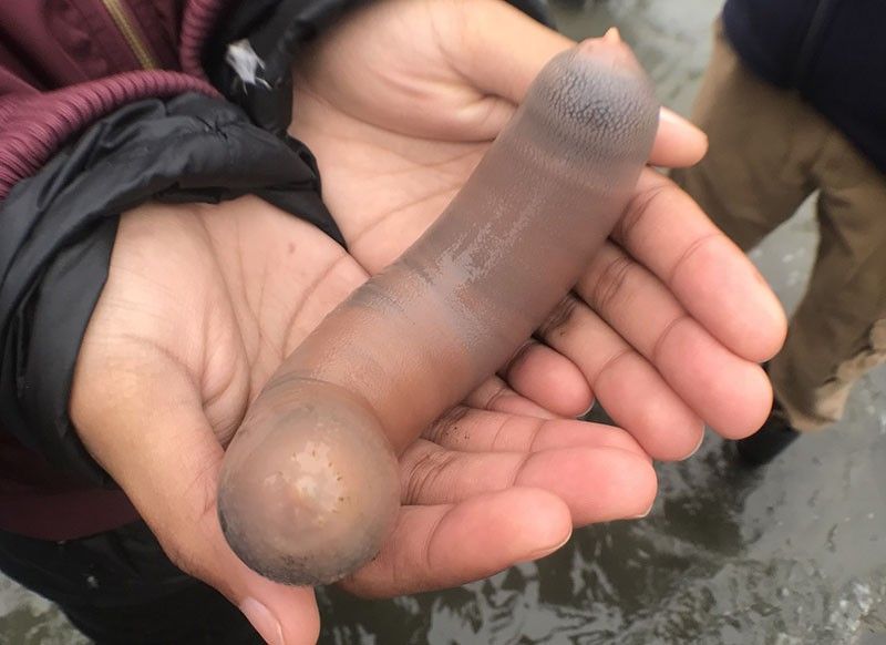 Thousands of 'penis fish' exposed on California beach