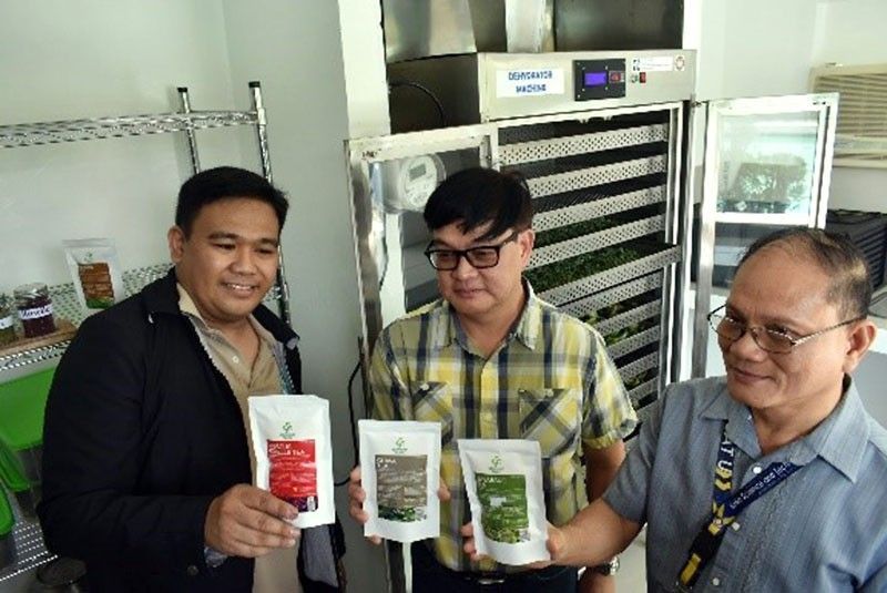 New dehydrator machine for herbal tea launched