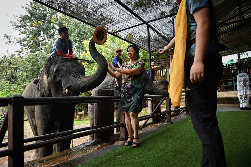 Elephants in Thailand 'broken' for lucrative animal tourism