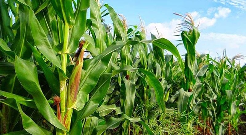 AgriNurture ties up with BuCor for corn plantation in Palawan