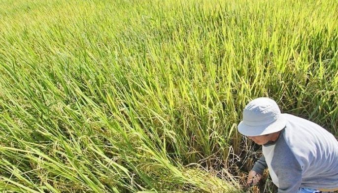 Asean farm center backs Golden Rice