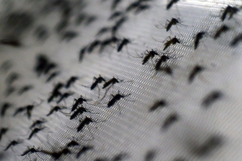 Dengue cases up by 36% in Central Visayas