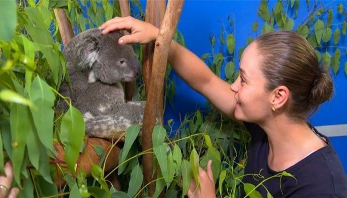 Tennis star Ashleigh Barty visits koalas injured in Australia bushfires