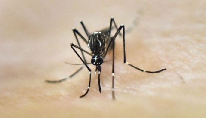 Local dengue test kit to be marketed internationally