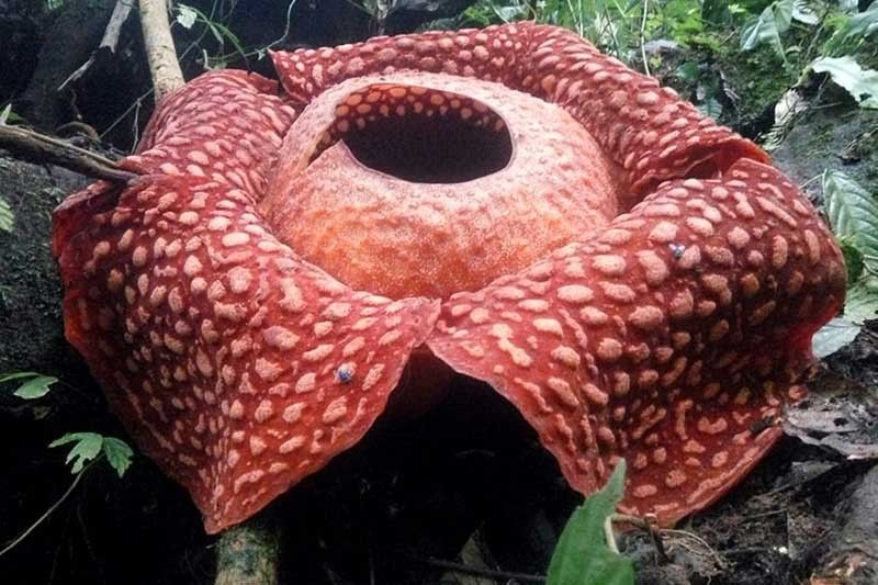 Biggest bloom: 'World's largest' flower spotted in Indonesia