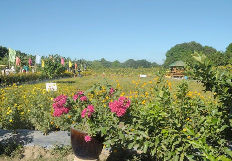 Pangasinan flower farm in full bloom on Instagram