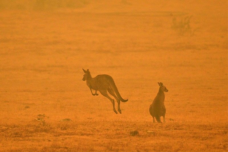 Burned tigers, rescued kangaroos: Australia bushfire disinformation