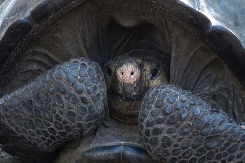Species-saving Galapagos giant tortoise Diego can take a rest