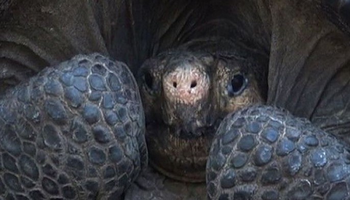 Species-saving Galapagos giant tortoise Diego can take a rest