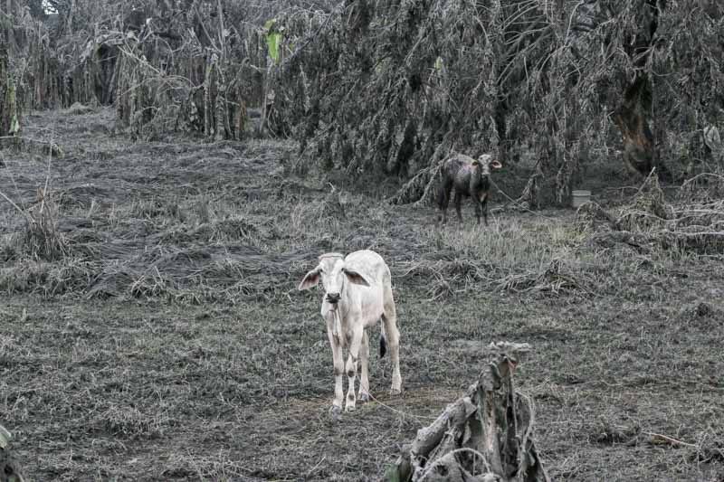 âKeep your animals in an enclosure,â pet owners told amid ashfall