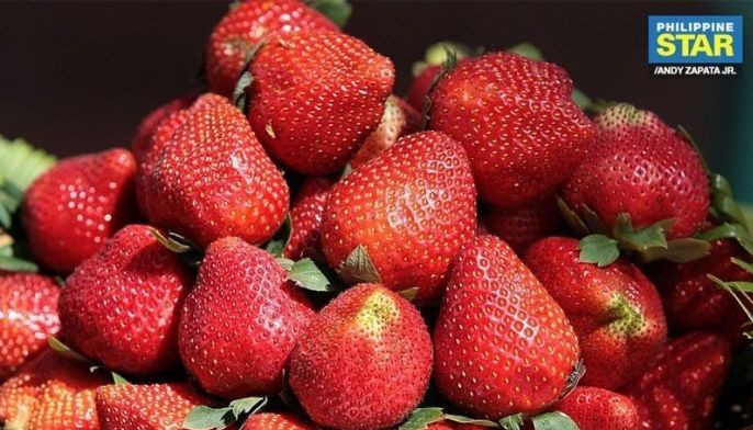 &lsquo;Baguio&rsquo;s cesspool watering famous La Trinidad strawberries&rsquo;