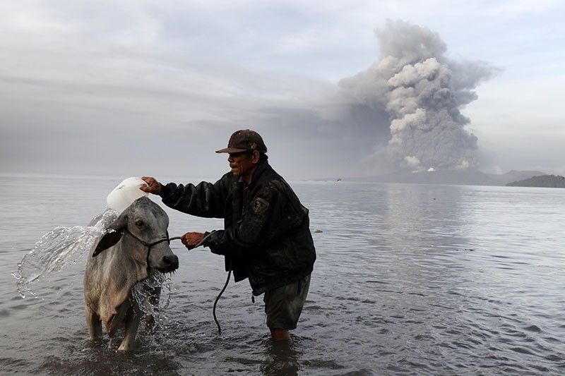 Taal eruption killed animals, plants on volcano island, NDRRMC says