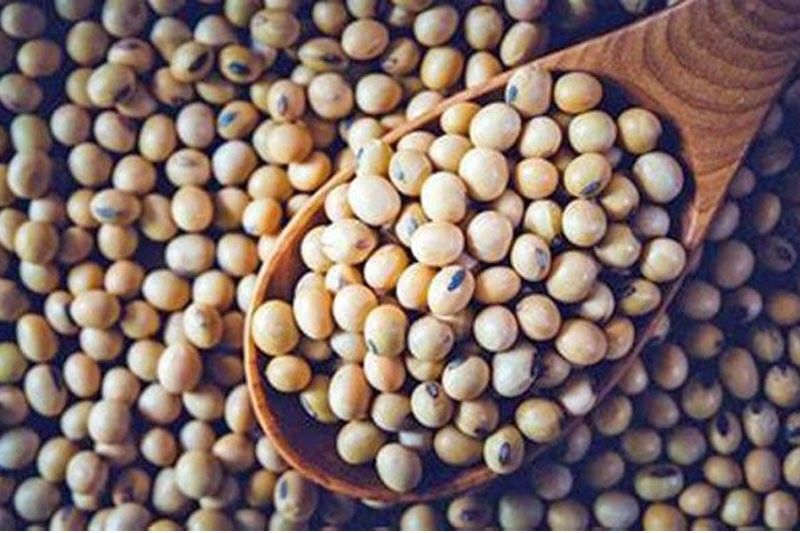 Soybean R&D project launched in Surigao del Sur