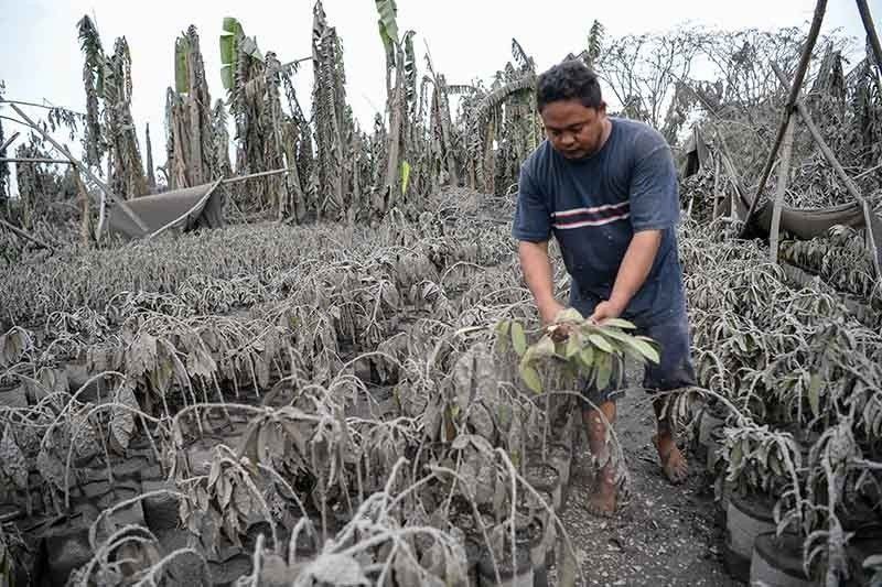 Taal damage to agriculture hits P3.2 billion