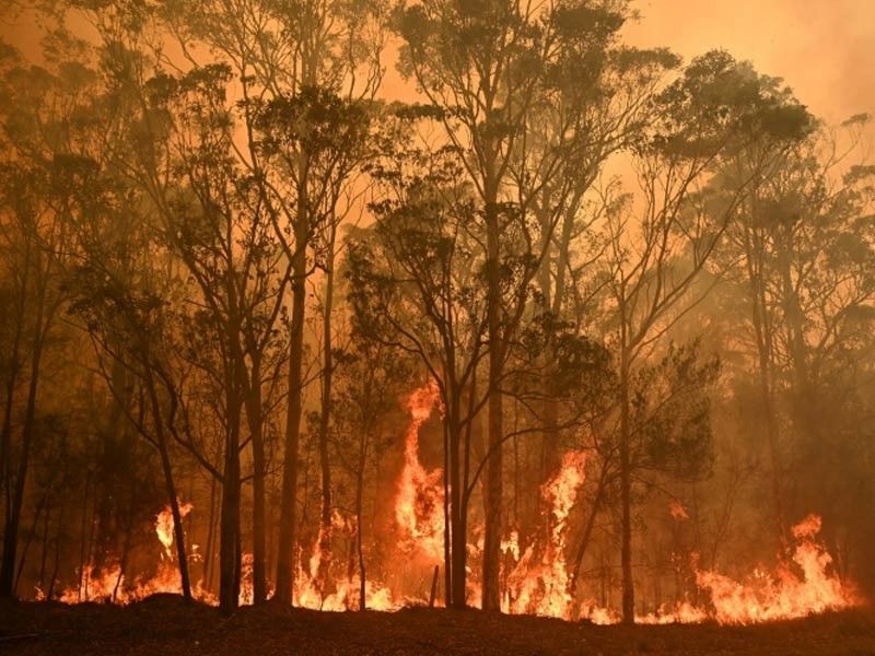Threatened species hit hard by Australia's bushfires