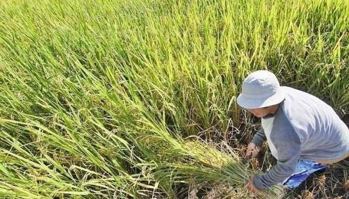 Farm output stalls on ASF, palay price drop