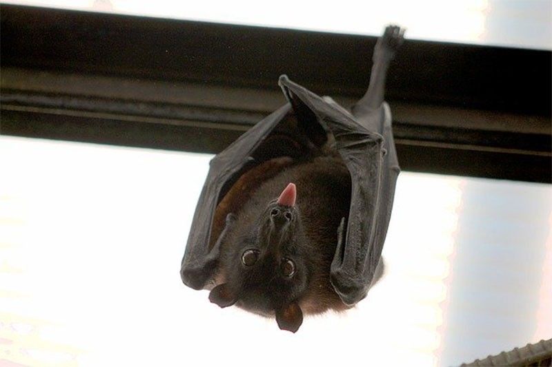 Studies suggest role of bats, snakes in outbreak of China virus