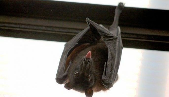 Studies suggest role of bats, snakes in outbreak of China virus