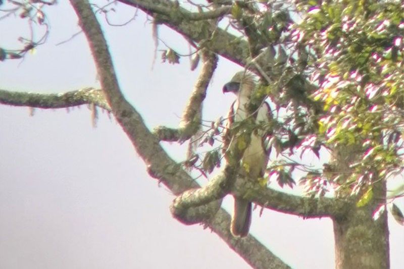 Philippine Eagle found in Mt. Apo