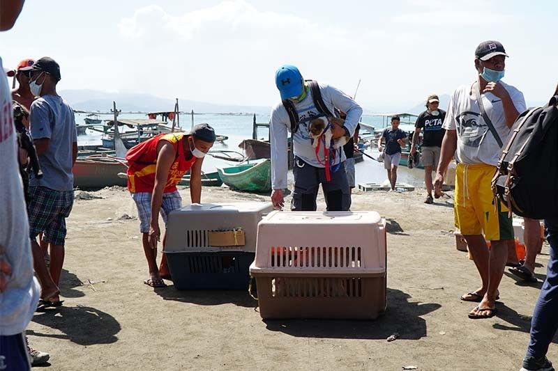 PETA rescues 132 animals from Taal Volcano island